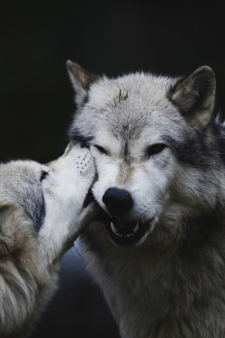 envyavenue:  Kiss of a Wolf / Beate Schwarzmann-Rentzschke