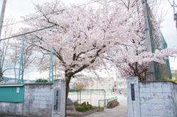 ha-roro:   下鴨中学校の桜 by HanWen Chen