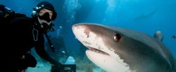 sharkhugger:  Article: Selfies have killed
