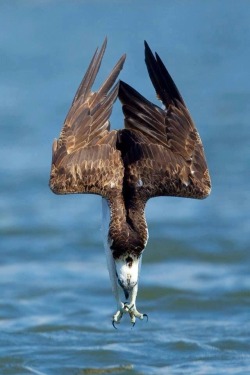 susiron:  whatthefauna:  When osprey fish, they soar above the water until they spot their prey. Then they dive talons-first into the water, often submerging themselves completely. After making a catch, osprey will adjust their grasp on the fish so that