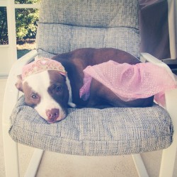 prettylittlemunster:  Phoebe’s a pretty princess. #dogs #pitbulls #pets #animals #halloween #costume #cute #adorable #like #instagood #iphoneonly 