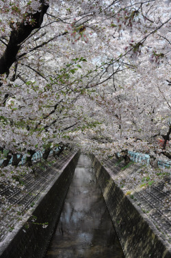 kvnai:    Row of cherry blossoms of Yamazaki river in Aichi Prefecture Nagoya City Chikusa ward, Japan. by   Kazushige Tanase