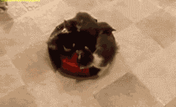 behindtheballs:  dreamsofchaos:  older-and-far-away:  If you are sad today, or hung over, or stressed out, or even if you are fine but could use a giggle, well…kittens on a roomba. NEVER NOT WONDERFUL.  be still my heart  WHEN IT PUSHED THE KITTEN AND