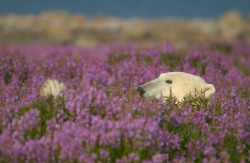 nubbsgalore:photos by (click pic) michael poliza, dennis fast and matthias brieter of polar bears amongst the fireweed in churchill, manitoba. the area has the largest, and most southerly, concentration of the animals on the planet. in late summer and