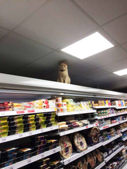 vijara:  lesliethelesbo:  blazepress:  Fearless Cat Keeps Returning to the London Supermarket He’s Banned From  Fight the system  Let him stay 