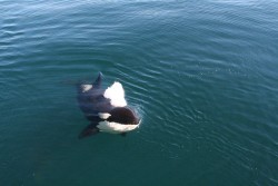 b3n3aththesurfac3:  These will forever be my favorite orca photos. (taken by Rvdw29) 
