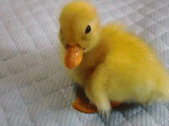 fireandshellamari:  tootricky:  lil duckling (｡´ ‿｀♡)