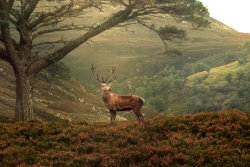 pagewoman:  Red Deer Stag, Scottish Highlands via Sarah Lonsdale    