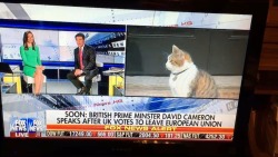 pudgykitties:  biolumo:  I’m very sad about the decision of the UK To leave the EU but apparently David Cameron has been replaced by a cat now so that’s ok  His name is Larry and he’s the new Prime Minister 