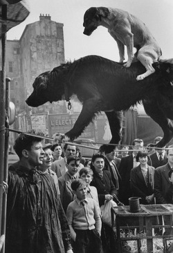 inneroptics:  Marc Riboud,  Dog Acrobats, Paris, 1953 