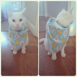#meko being fabulous!  #cat #whitecat #scarf #cute #lol #ootd