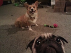 pewpewlasernipples:  karlmarxofficial:  catbountry:  Pugs.  are pugs even real or did someone just dream them into existence after a bad acid trip  I SPIT OUT MY TEA 