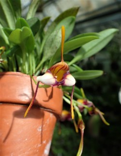 orchid-a-day: Masdevallia hartmannii June 15, 2019 