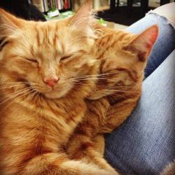 Asimov (left) &amp; Isaac (right) being the biggest #sooks and trying to fit on my lap at the same time! #kitties #gingercats #scificats