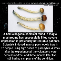 unbelievable-facts:  A hallucinogenic chemical found in magic mushrooms has successfully lifted severe depression in previously untreatable patients. Scientists induced intense psychedelic trips in 12 people using high doses of psilocybin. A week after