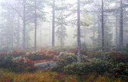 istillshootfilm:  Film Photo By : 1243321111  Norwegian woods, September 2014 Contax G2, Kodak Ultramax 400  