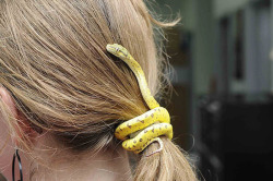 I realize that is a snake but that would be a cool idea for a hair accessory. except not a real snake