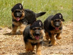 feellng:  Cutest german shepherd puppies EVER!