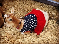 Baby goat with dress.  (at Contra Costa County Fair)