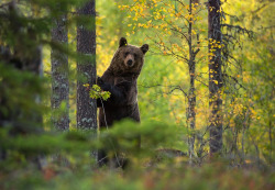 fuck-yeah-bears:  Brown Bear in the autumn woods by Lauri Tammik