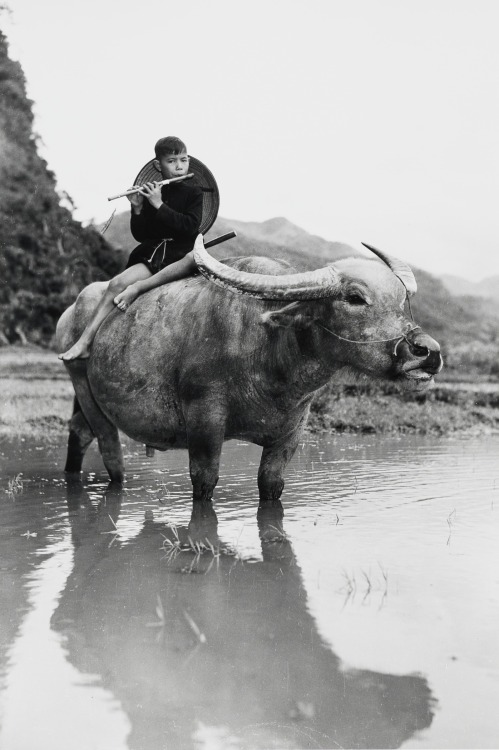 fragrantblossomstwo:Dmitri Baltermants.  Boy with flute atop water-buffalo, Vietnam, 1955. 