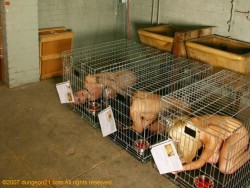 masterbunyip:  Jungfotzen Käfig Haltung - Young Whores in a cage