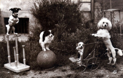 Alfred Noyer - Les chiens acrobates, 1920s.
