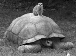animals-riding-animals:  meerkat riding tortoise