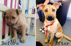 mymodernmet: Heartwarming before-and-after photos show the difference a day of love makes in the life of a rescued pet. 