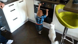 hardhatpartycat:  phoenixwrites:sizvideos:Cat Protects Little Boy From the Hot StoveVideoLITTLE HUMAN.  MOVE AWAY.  THIS IS NOT FOR TOUCHING.  “my child is touching a hot stove. I’ll let the cat handle it while I film”