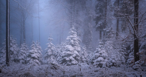 expressions-of-nature:  Black Forest, Germany by Markus Semmler