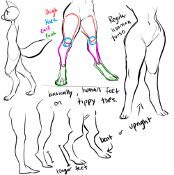 glacierclear:scribbled out a little digigrade leg thing for a bud, maybe you guys will find some use out of it too!