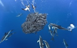 No way out (a shoal of mackerel has no escape as Cory’s Shearwaters attack from above and Short-beaked Common Dolphins swarm up from the deep)