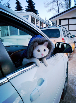 raleiqhbecket:  awwww-cute:  My cat is always so anxious for his daily car rides !  hIS J AcKET 