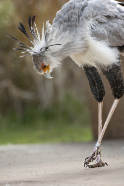 sdzsafaripark:  Do you know how the world’s tallest raptor, the secretary bird, got its name? Find out here.   uggggg god yes &lt;3 &lt;3