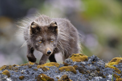 spirit-of-avalon:  Arctic Fox (Vulpes lagopus