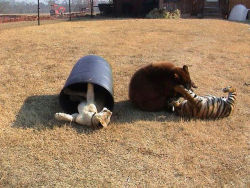 catsbeaversandducks:  Lion, Tiger And Bear Raised Together After Rescue From Drug Dealer Baloo the bear, Leo the lion, and Shere Khan the tiger were found locked in a basement undernourished and abused. The trio was originally owned by a drug dealer who
