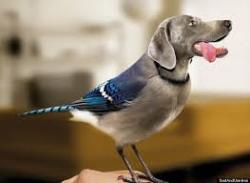 sixpenceee:  lei-is-random:  @sixpenceee​  I was searching a character on google called ‘Dog-bird’  and Google Images came up with this…   LOL