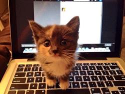 awwww-cute:  Can I tweet for you 