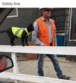 thefingerfuckingfemalefury: i-just-tardis-blue-myself:  snakewife:  coolcatgroup: Have a good day at work little buddy EVERYONE LOOK AT THIS IMMEDIATELY.  His name is Black and was adopted by the workers of a construction site in Antofagasta, Chile. He
