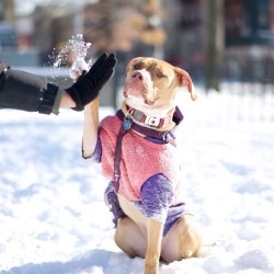 thedogist:  Nelly, Red-Nosed American Pit