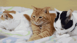 phrux:  unimpressedcats:  meowllinery   the most beautiful part of that is that the cat isn’t sleepy that slow blink is sometimes called a ‘kitty kiss’ 