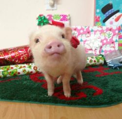 pigaddiction:  Priscilla the celebrity mini pig! Christmas is almost here.