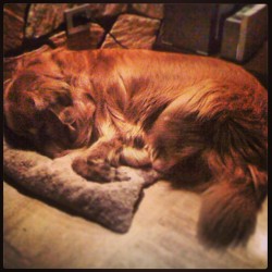 #my #dog #lovely #love #golden #retriver #funny #sleep #dreams #beautifull #best #cachito #photo #moment #perfect 😍😍