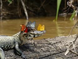 itscolossal: A Caiman Covered in Butterflies Photographed by Mark Cowan