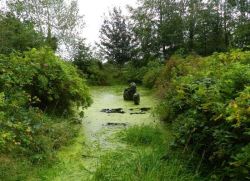  Swamp sculpture in Eastern Ireland    