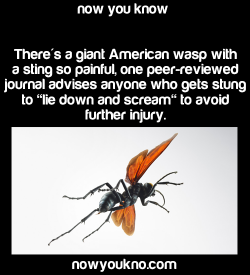 firedragonsabo:  pithy-partyy:  michaelknight715:  h413y:  nowyoukno:    Source for more facts follow NowYouKno     This is a tarantula hawk. Yeah that’s it’s name. It’s called that because it captures tarantulas, paralyzes them with its sting and