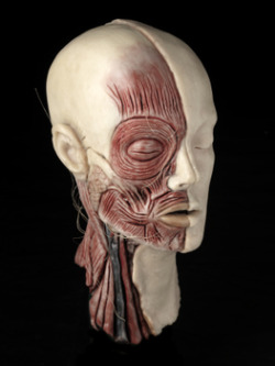 sixpenceee:  Anatomy work by Nathalie Latour. Check out this post about the human anatomy with a twist.  