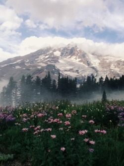 nectarinejam:  Mount Rainier National Park, Kevin Russ 