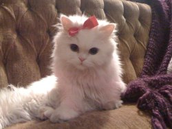sameoldfuckingstory:  hindre:  leonkuwatas:  youreouttayourtree:  ladies dont start fights, but they can finish them.  that is a cat with a hairbow how is that relevant to the caption    if you don’t know the aristocats i feel so sorry for you. 